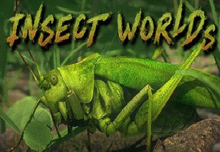 Insect Worlds